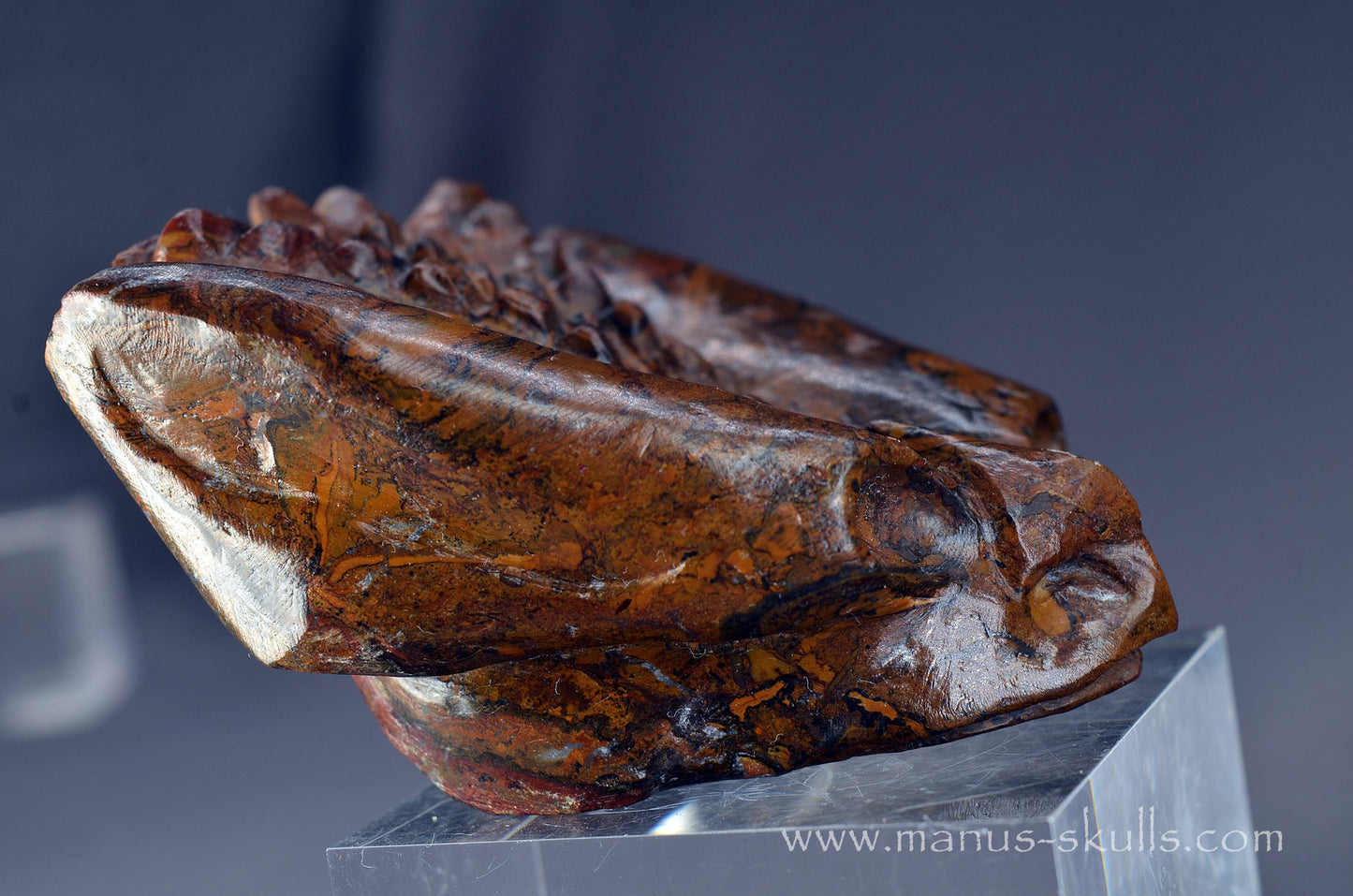 Stromatolite Alien Dragon