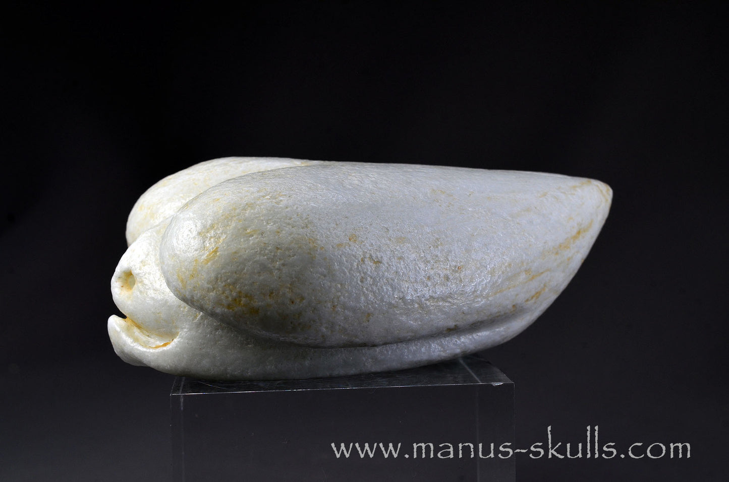 White Steatite Dragolian #10