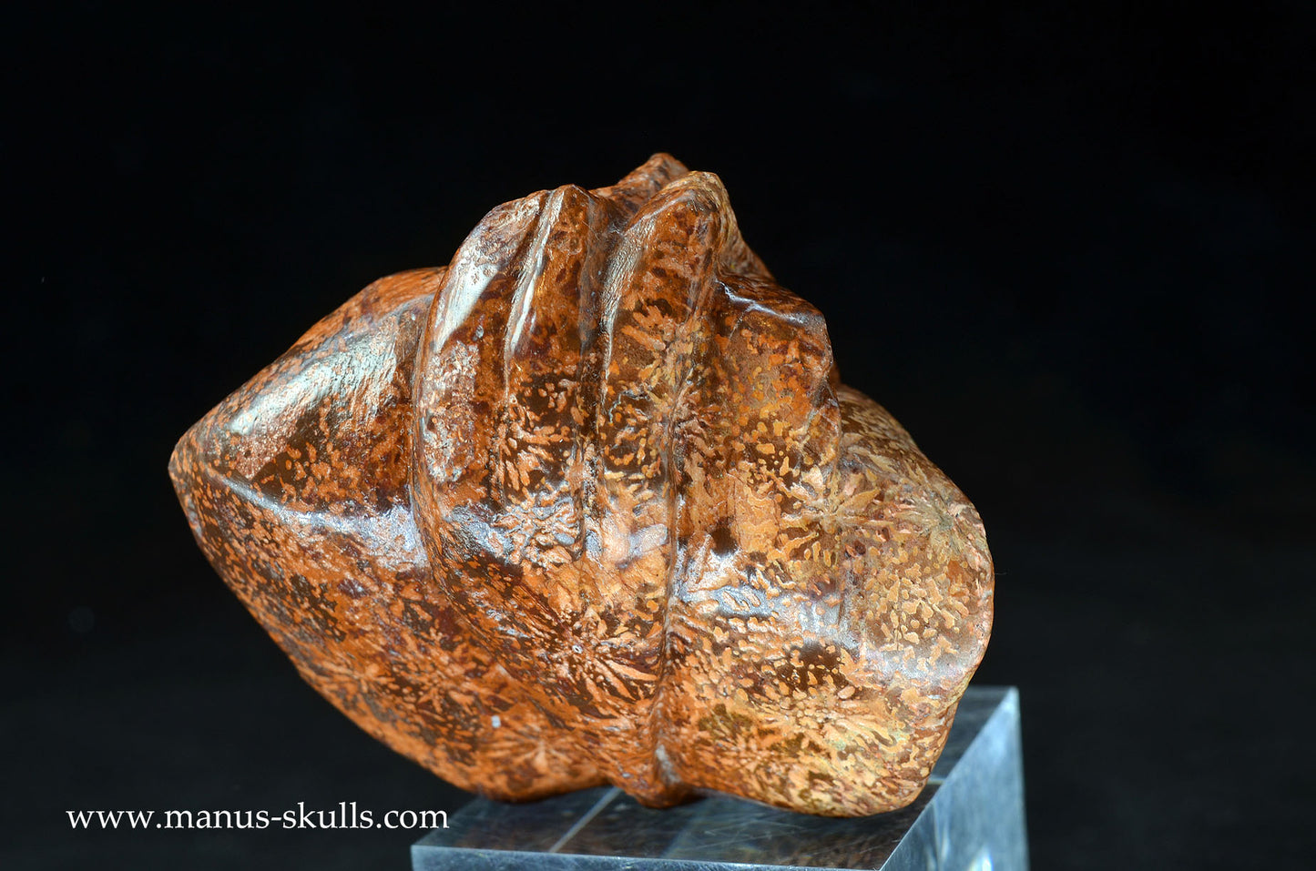 Star Rhyolite Jasper Dragon
