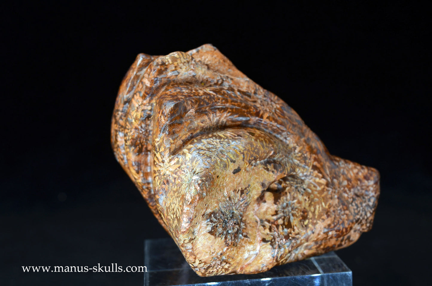 Star Rhyolite Jasper Dragon