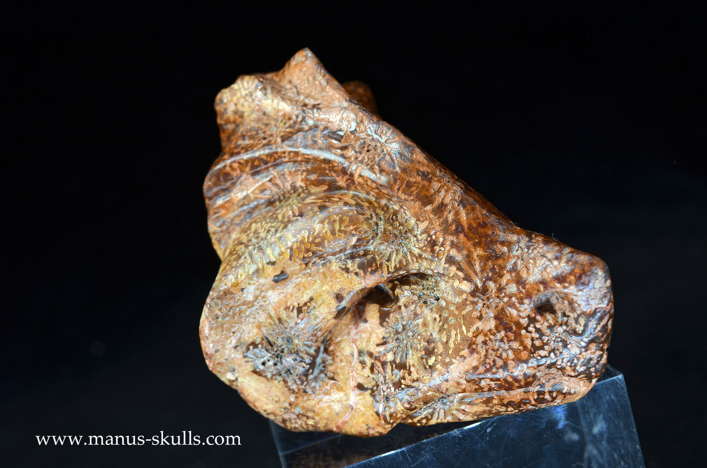 Star Rhyolite Jasper Dragon