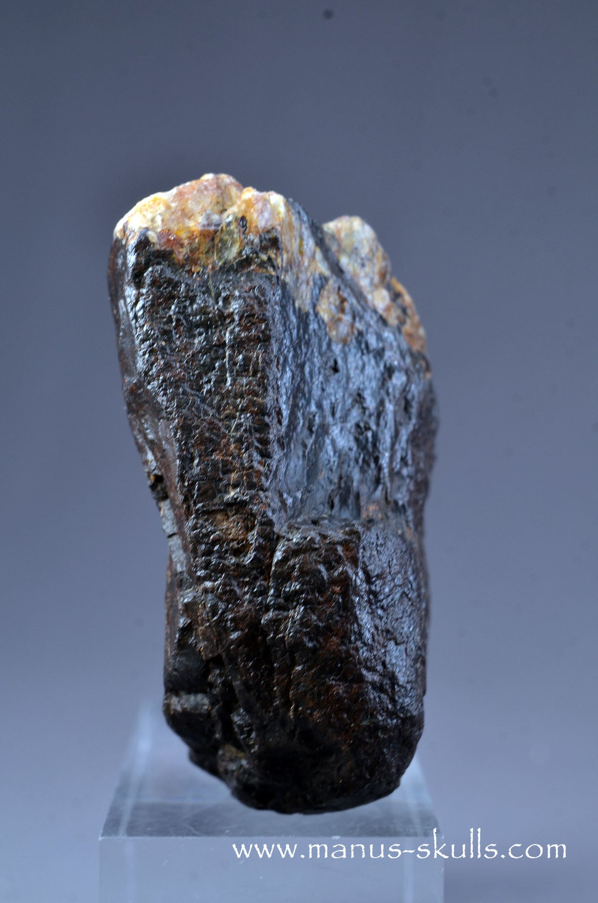 Tsesite Conehead Skull