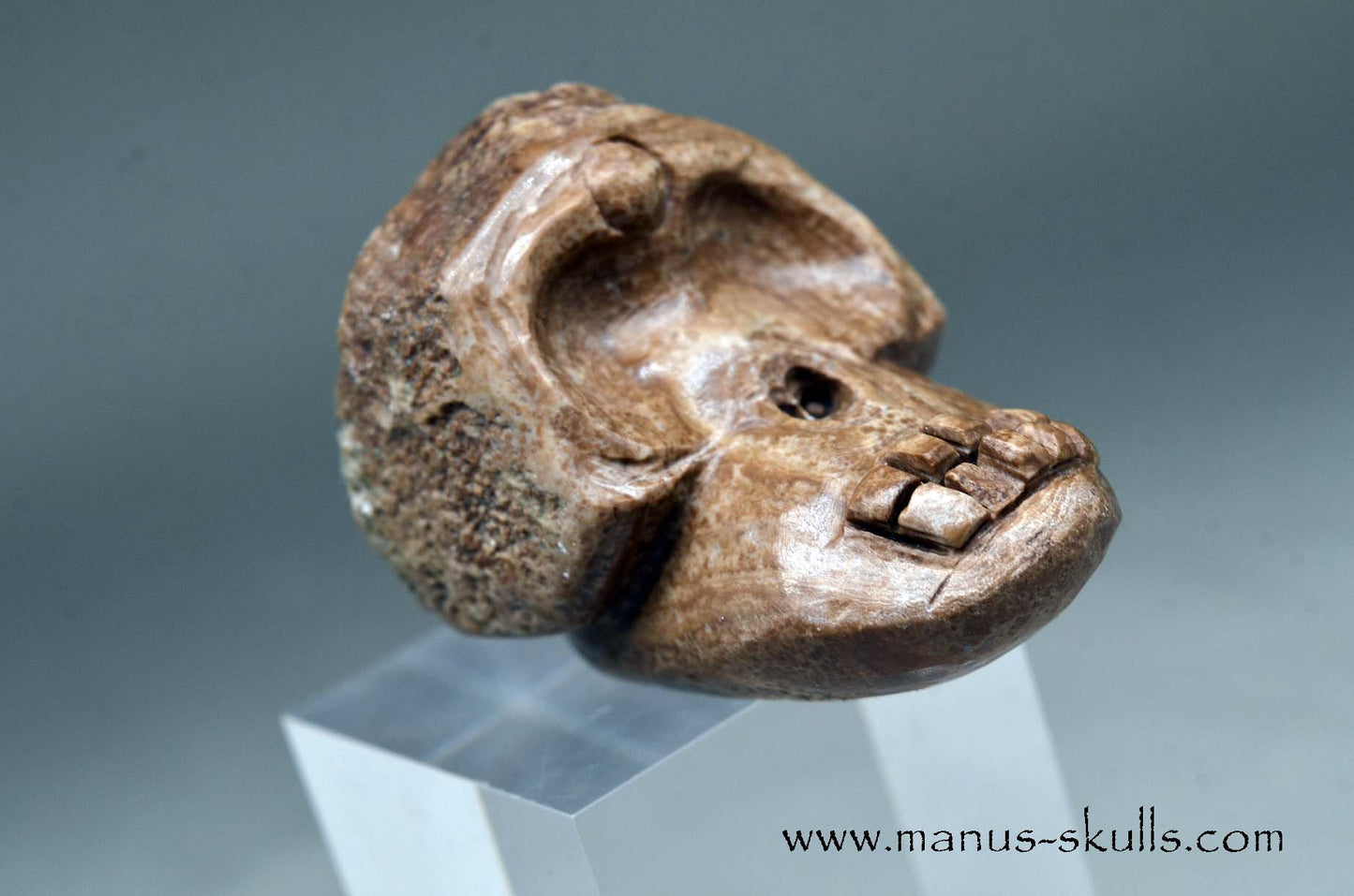 Aragonite Nodul Evolian Skull 2025 # 05