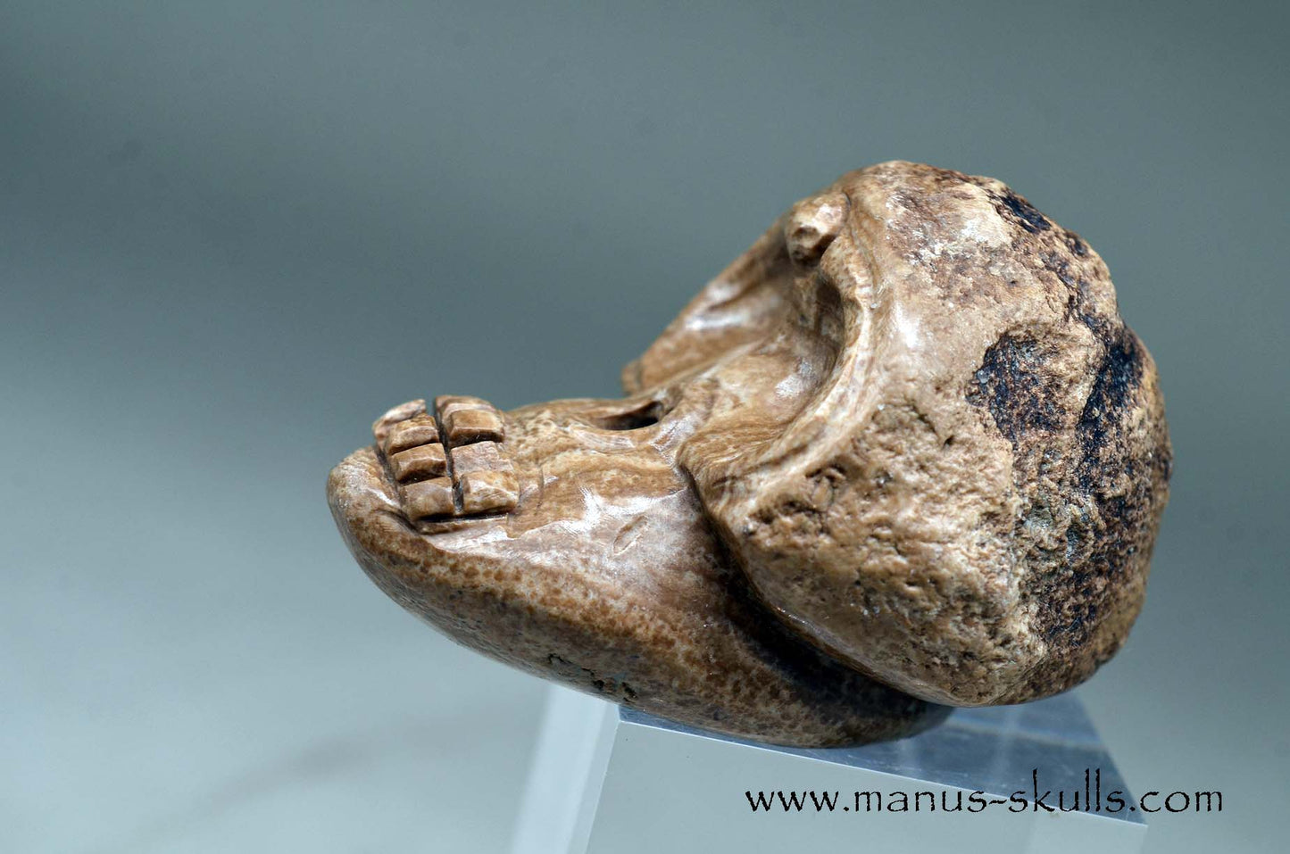 Aragonite Nodul Evolian Skull 2025 # 05