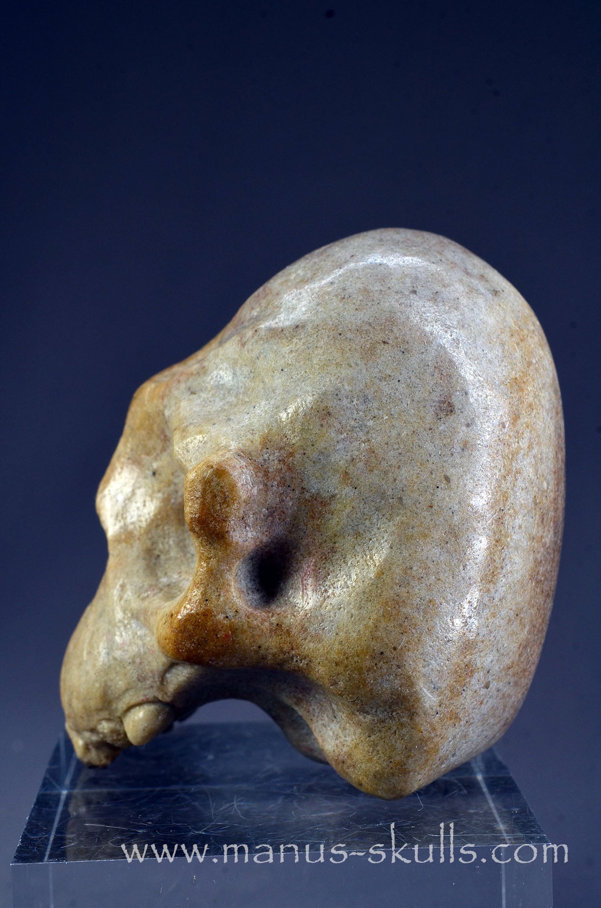 Sarsens stone Half Conehead Skull