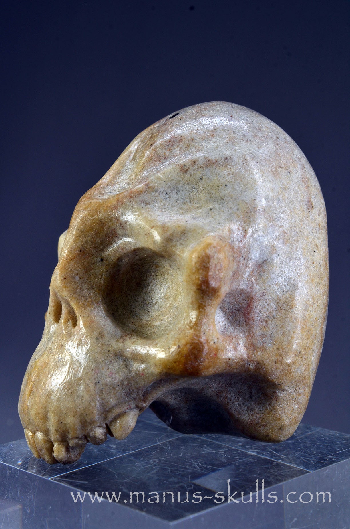 Sarsens stone Half Conehead Skull