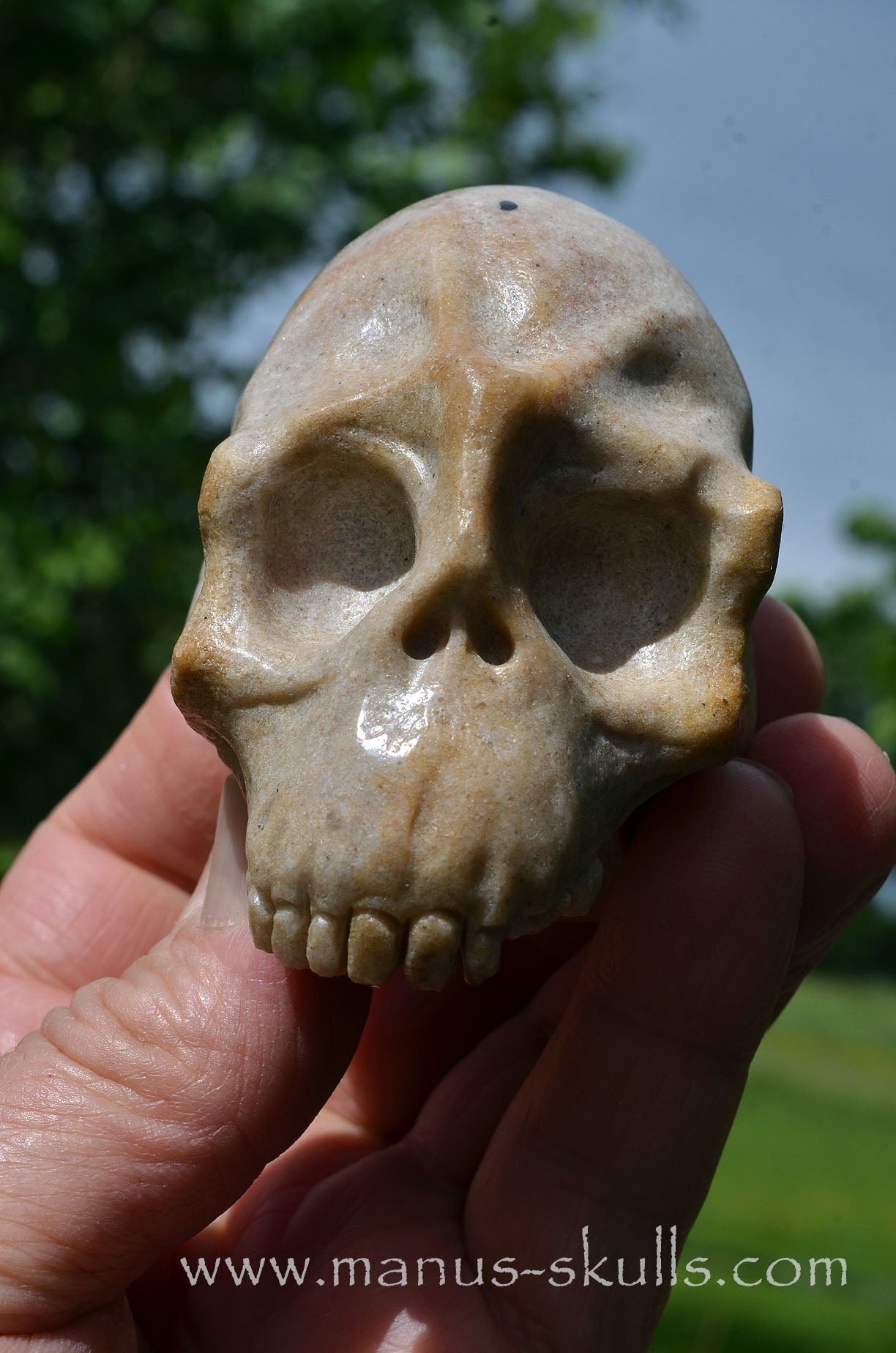 Sarsens stone Half Conehead Skull