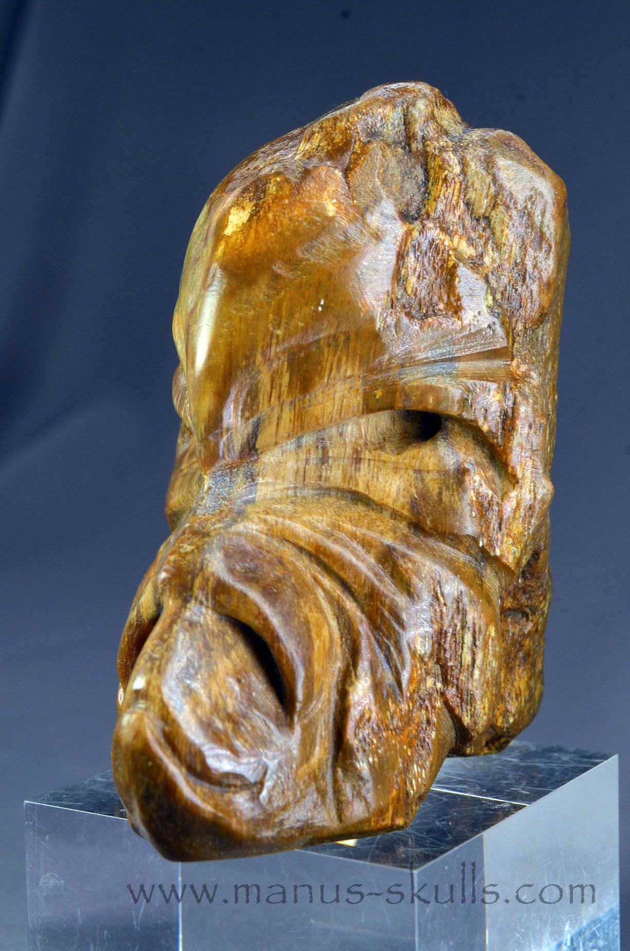 Quirky Petrified Wood Skull Face