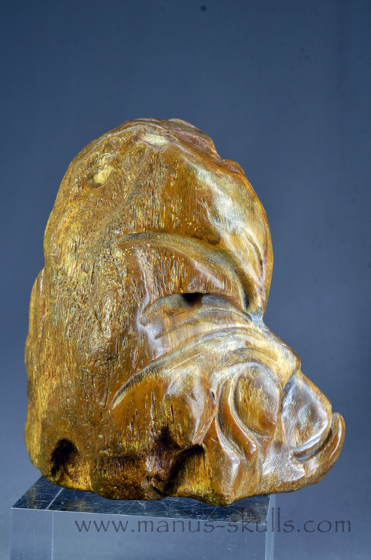 Quirky Petrified Wood Skull Face