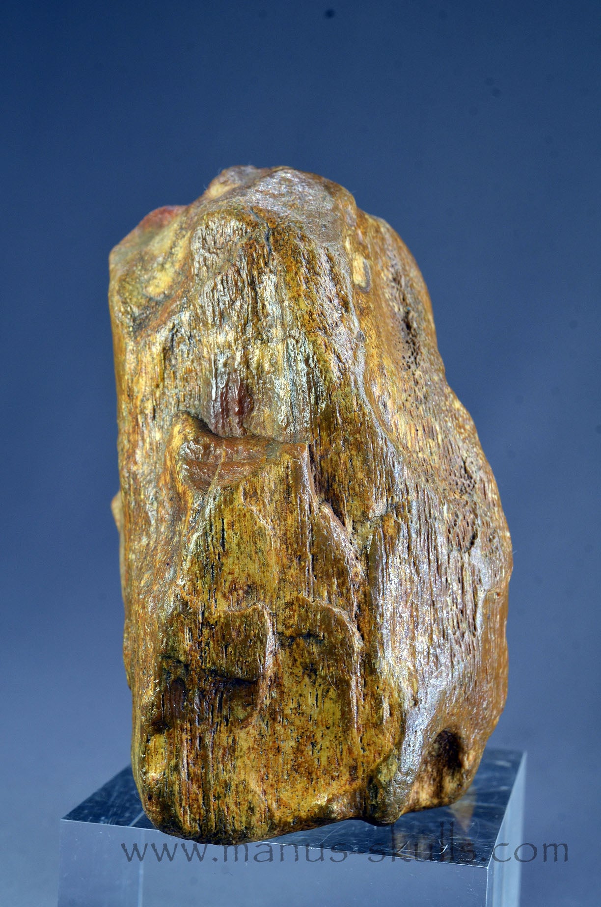 Quirky Petrified Wood Skull Face