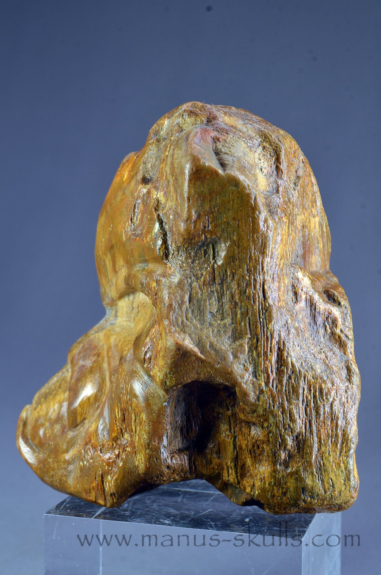 Quirky Petrified Wood Skull Face