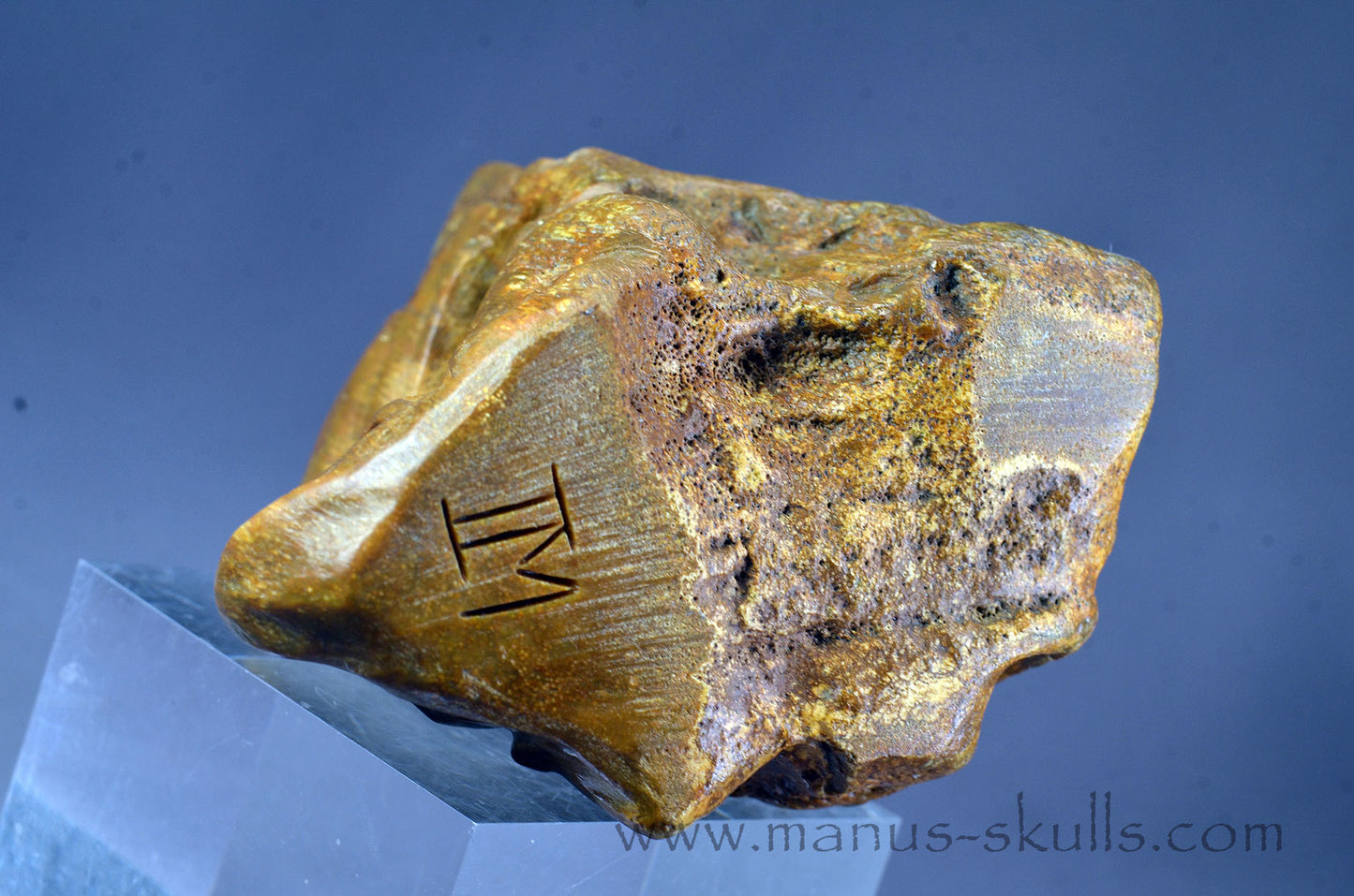 Quirky Petrified Wood Skull Face