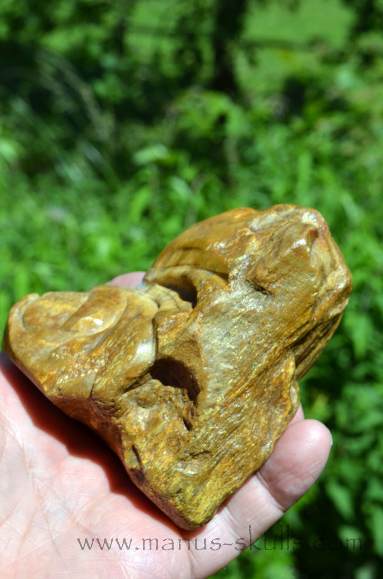Quirky Petrified Wood Skull Face