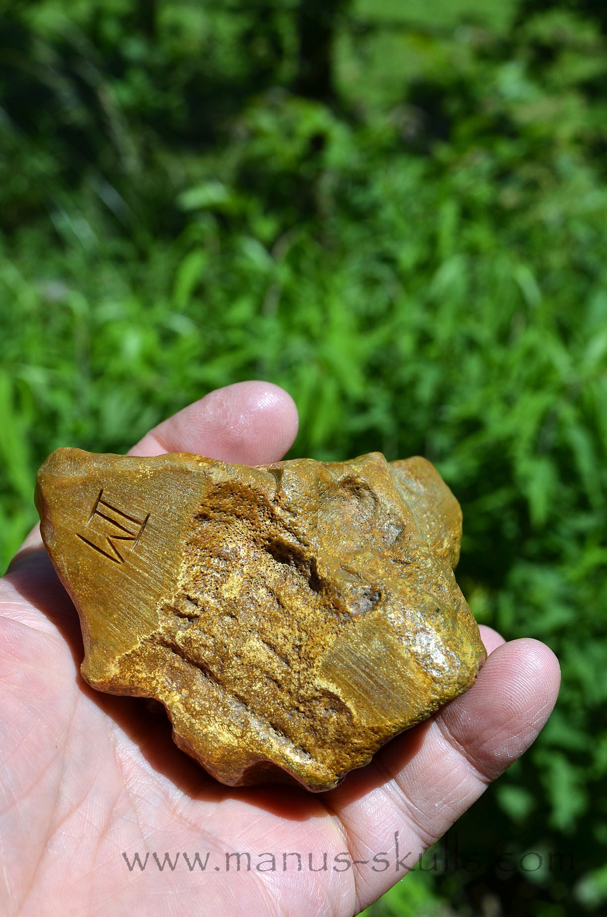 Quirky Petrified Wood Skull Face