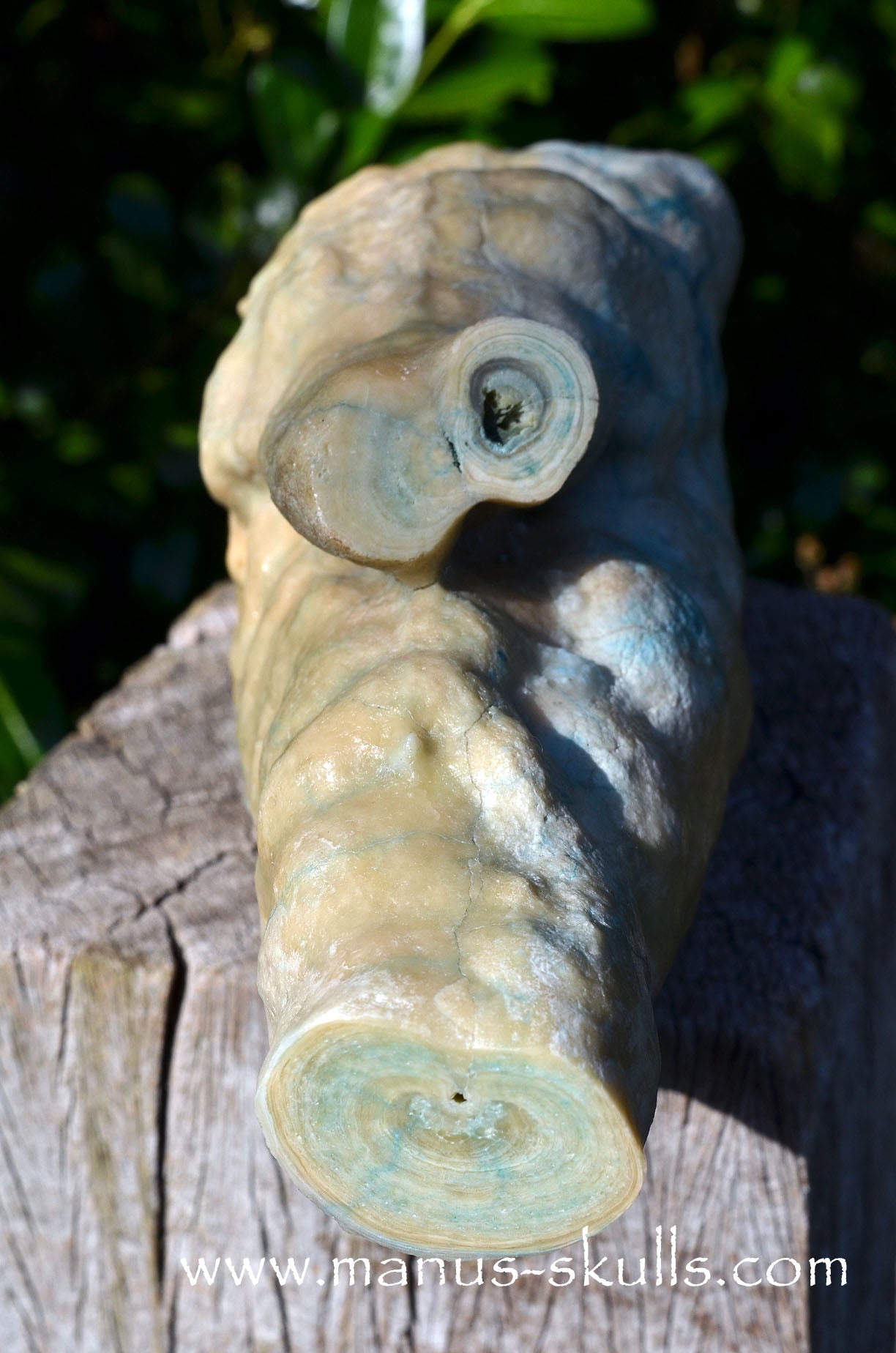 Rare HEMIMORPHITE Stalactite Dragon