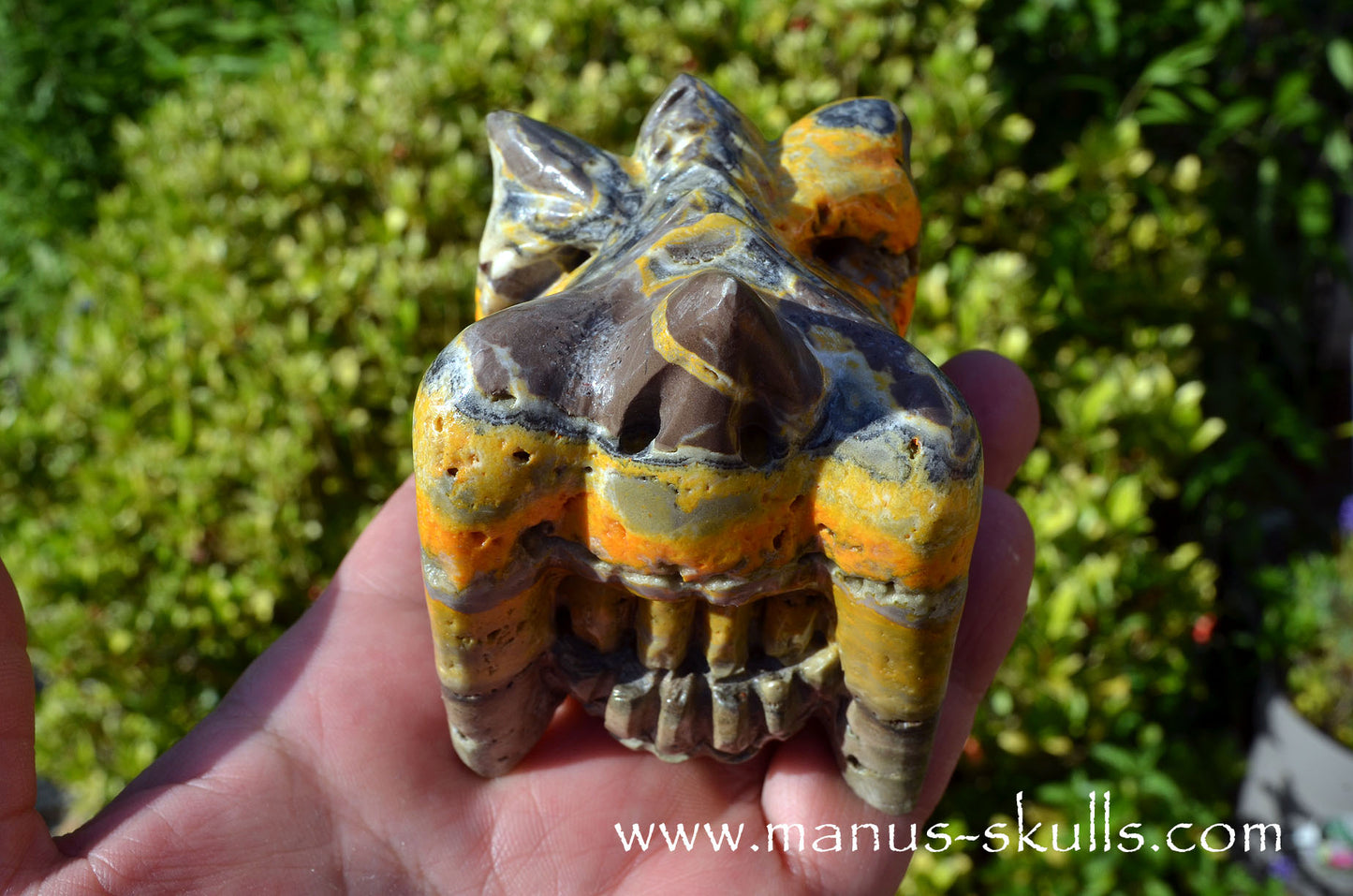 Bumble Bee Jasper Dragon
