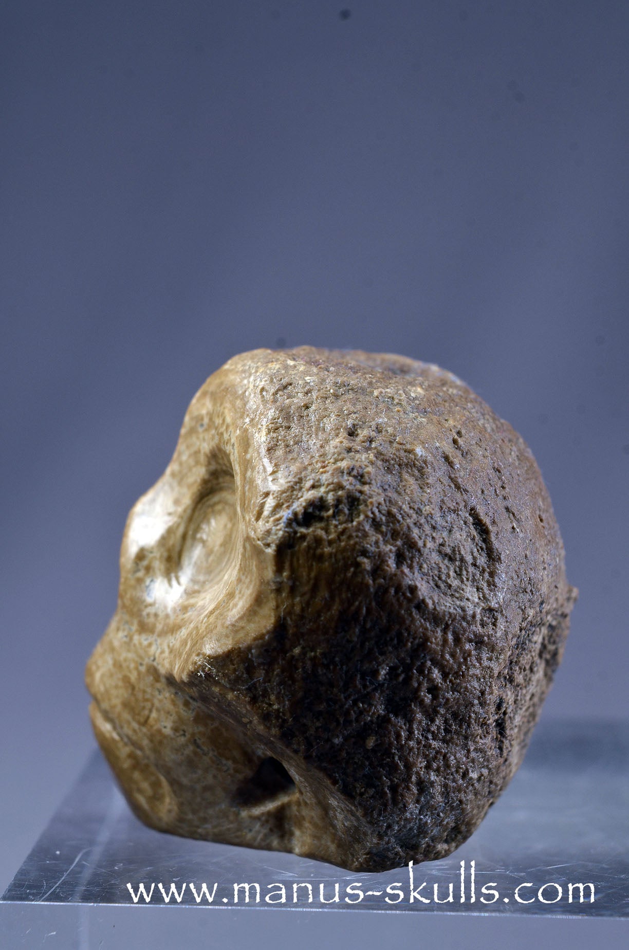 Small Aragonite Nodul Character Skull