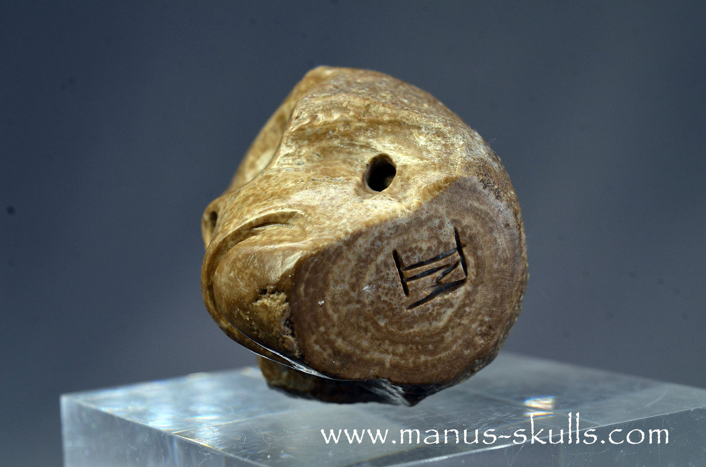 Small Aragonite Nodul Character Skull