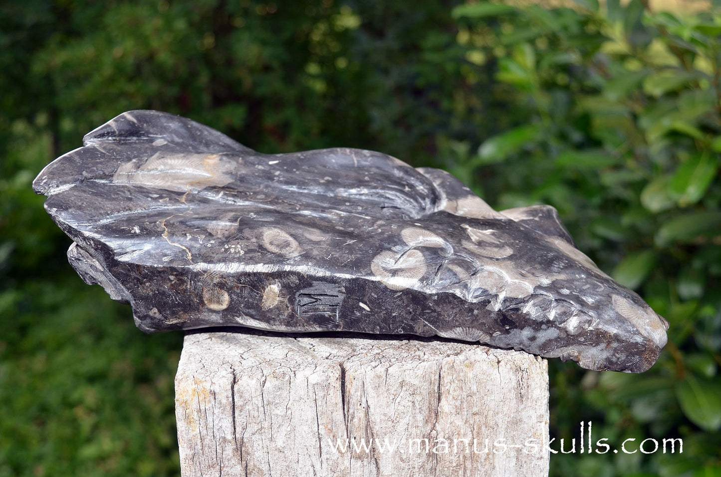 Large Frosterley Marble Dragon