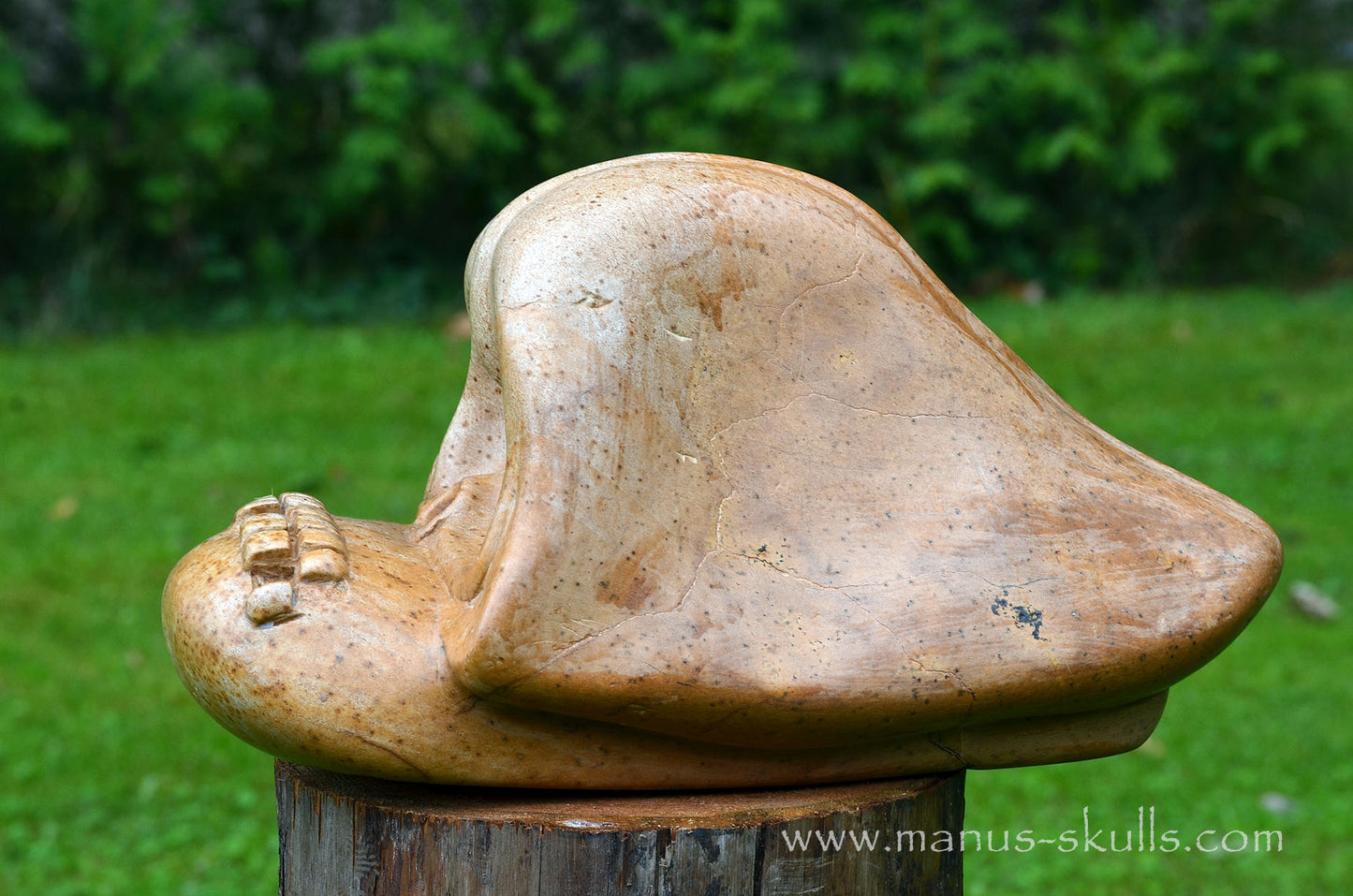 Monumental Steatite Evolian Traveller Skull (30,5 Kilo!)