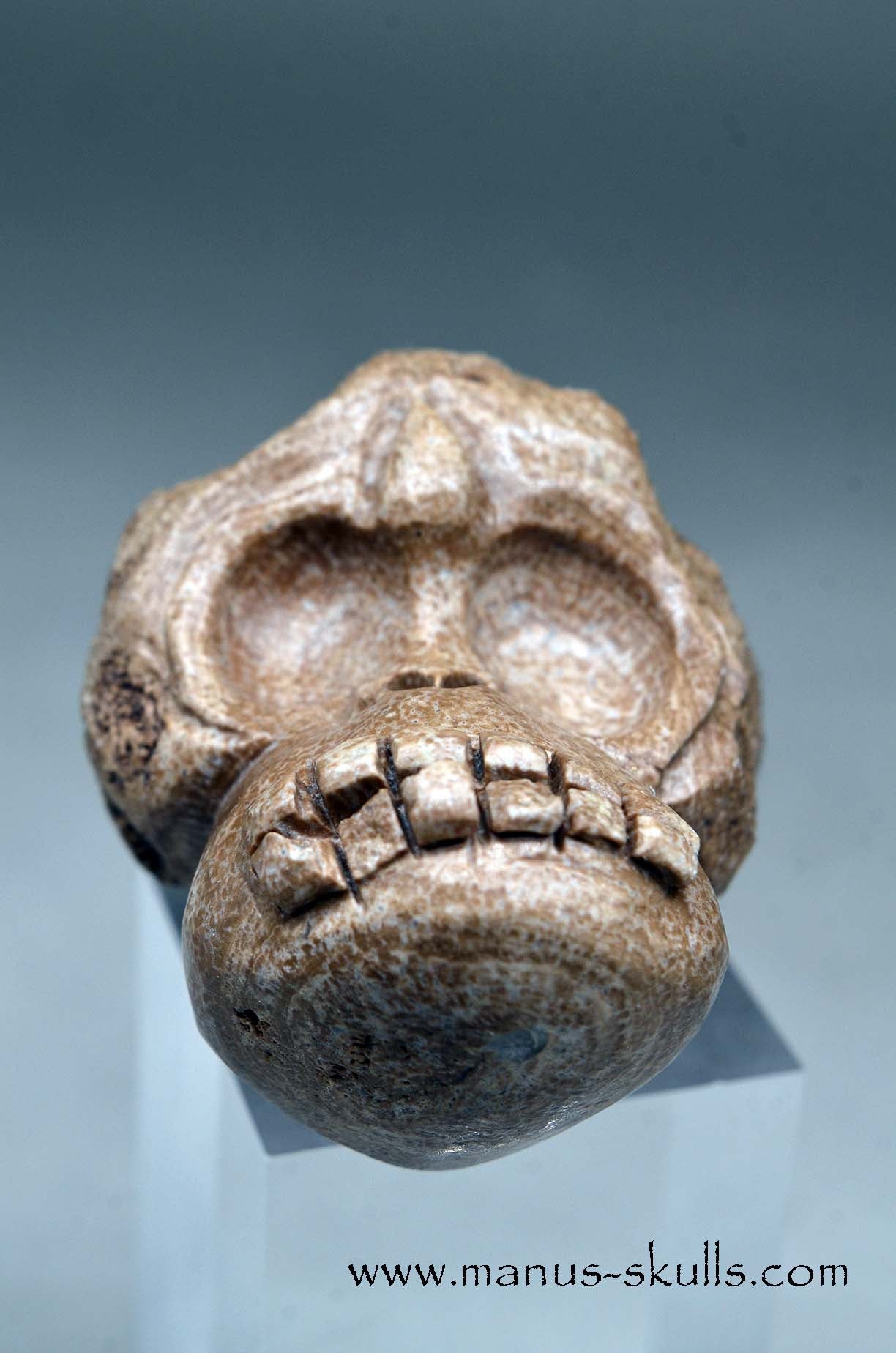 Evolian Manus SKULL