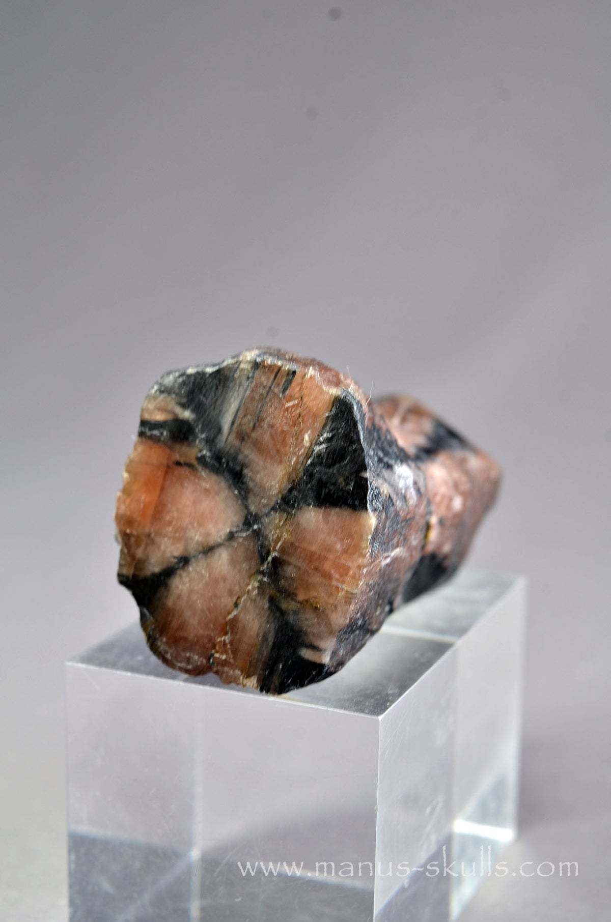 Chiastolite Dragon Bird