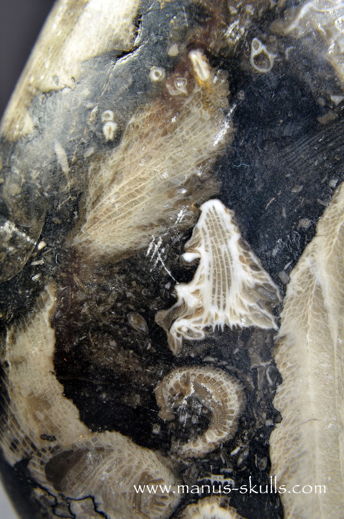 Frosterley Marble Dragon