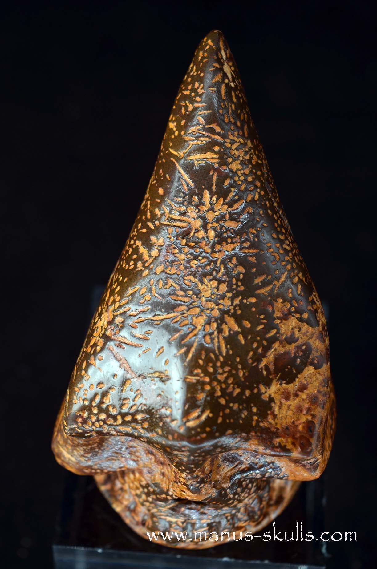 Star Rhyolite Jasper Conehead Skull