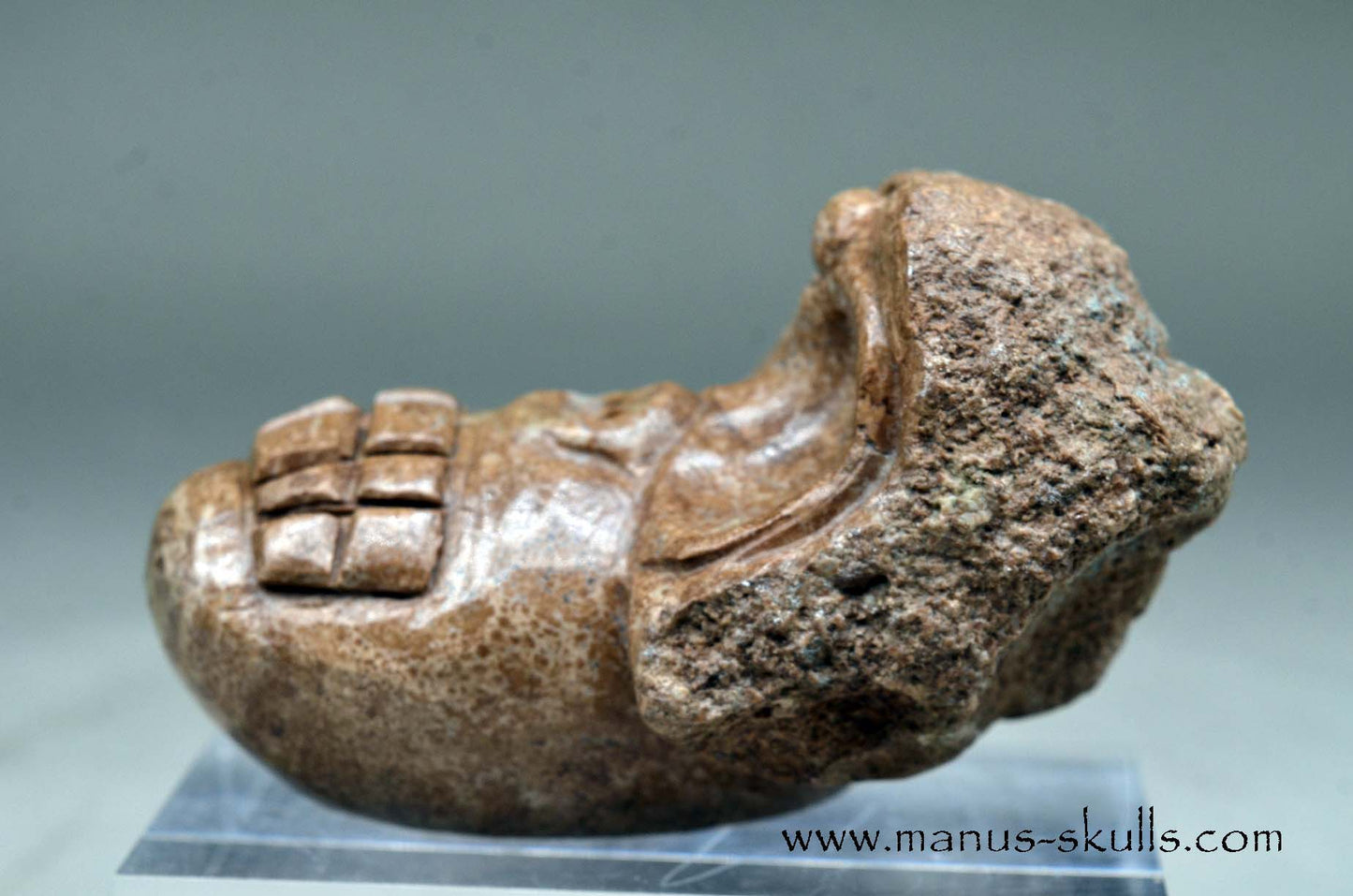 Aragonite Nodul Evolian Skull 2025 # 10