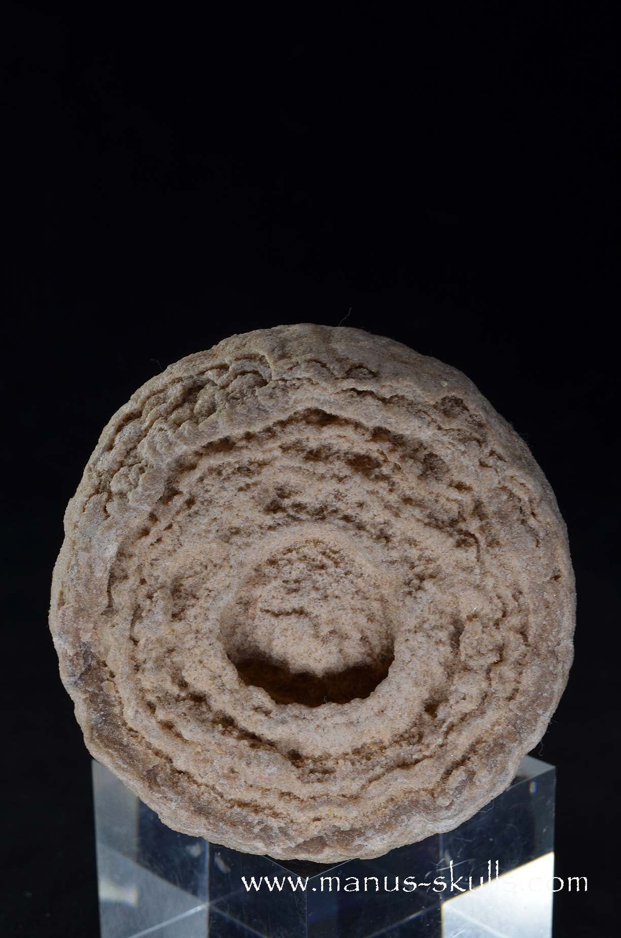 Stromatolite ~ Oncolite Character Skull