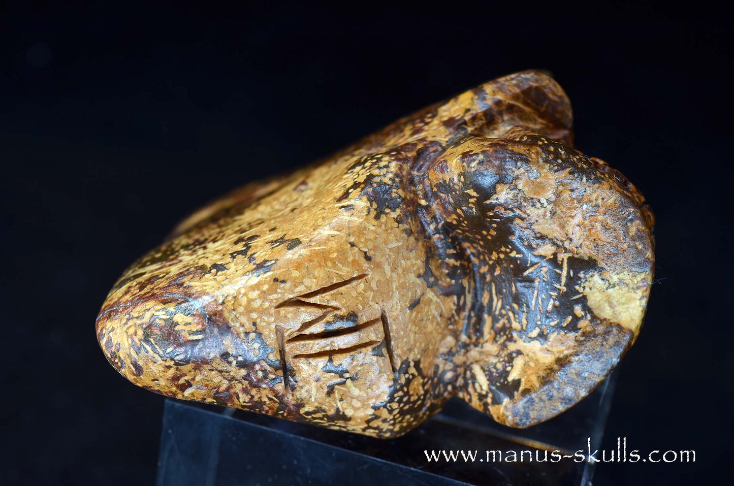 Star Rhyolite Jasper Conehead Skull