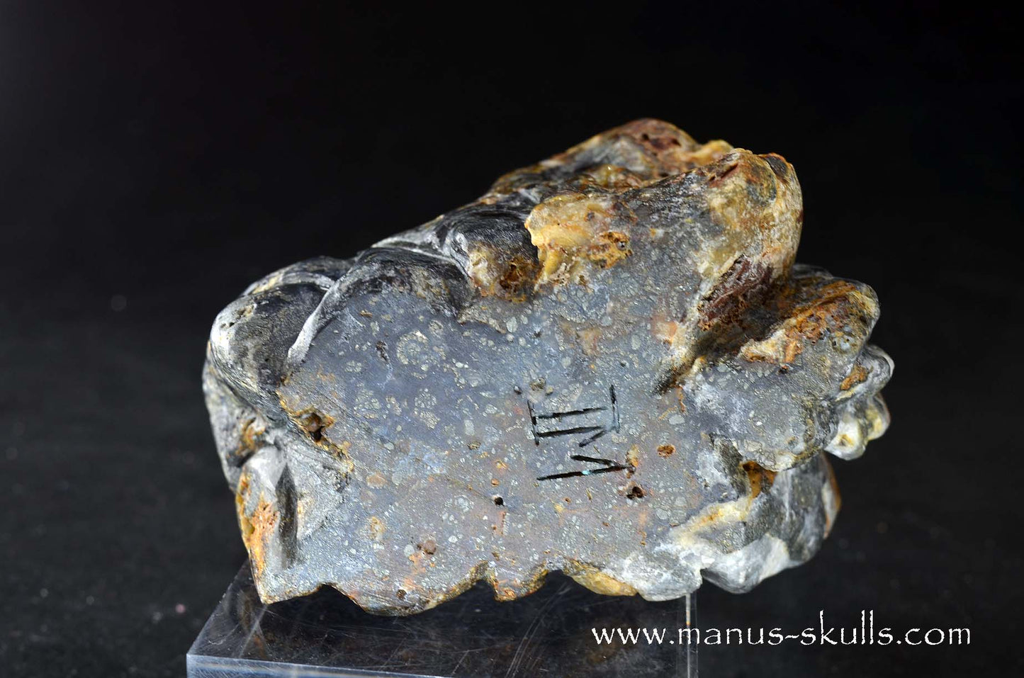 Rare MARCASITE ~ Pyrite Dragon
