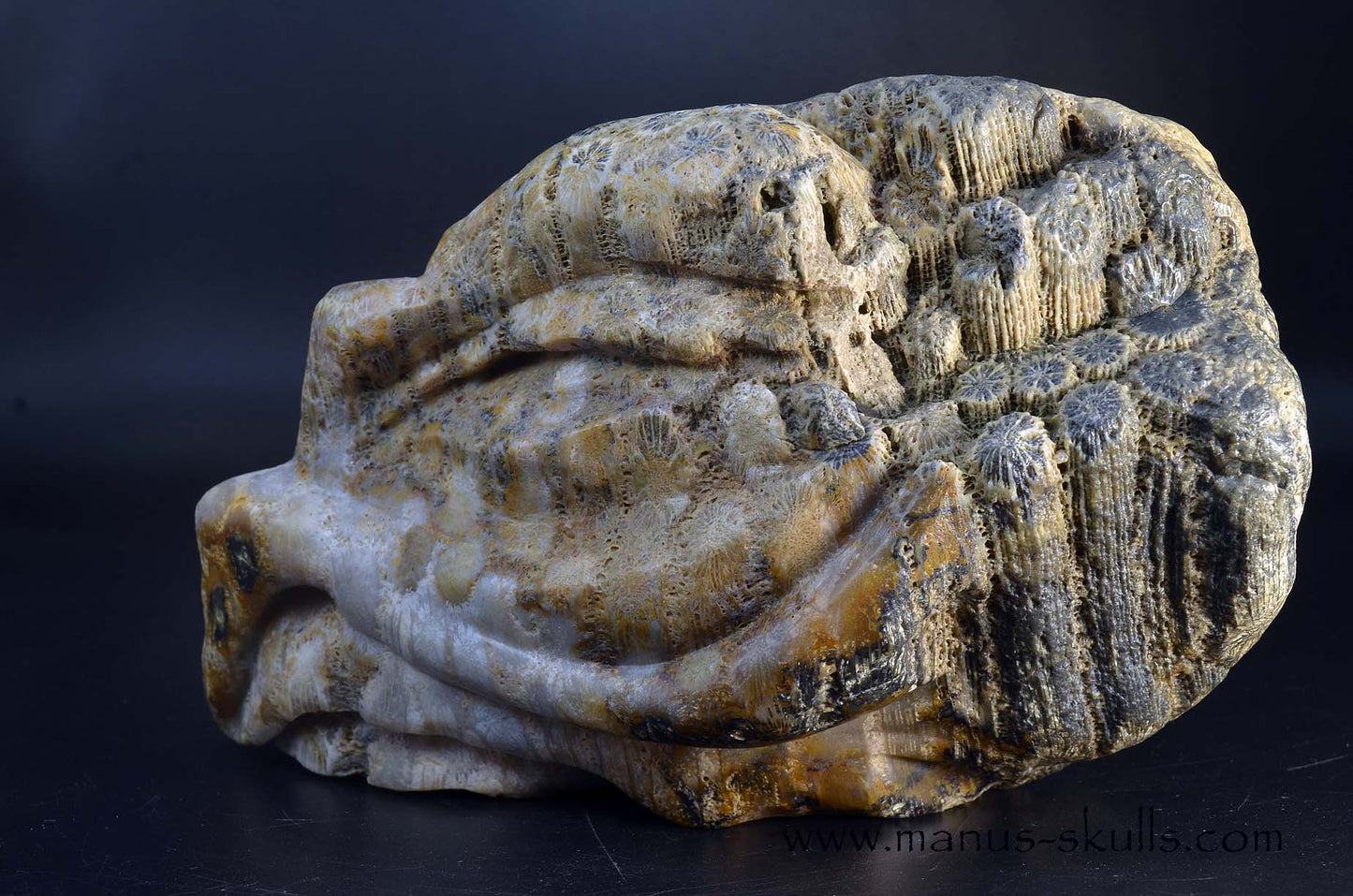 Petrified ~ Fossil Coral Reptile Dragon