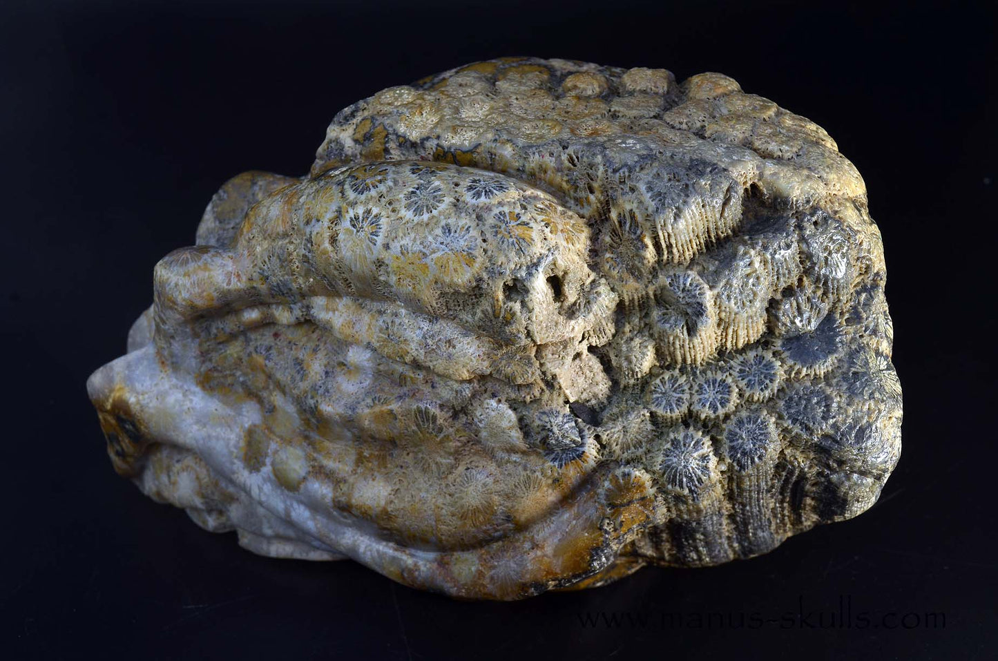 Petrified ~ Fossil Coral Reptile Dragon