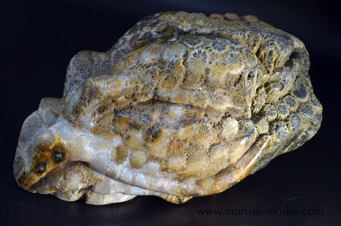 Petrified ~ Fossil Coral Reptile Dragon