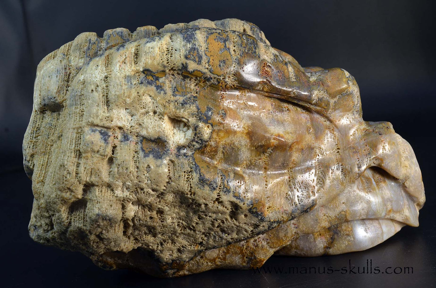 Petrified ~ Fossil Coral Reptile Dragon