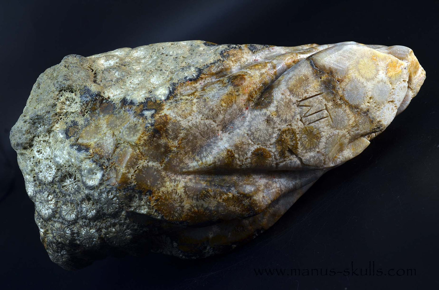 Petrified ~ Fossil Coral Reptile Dragon