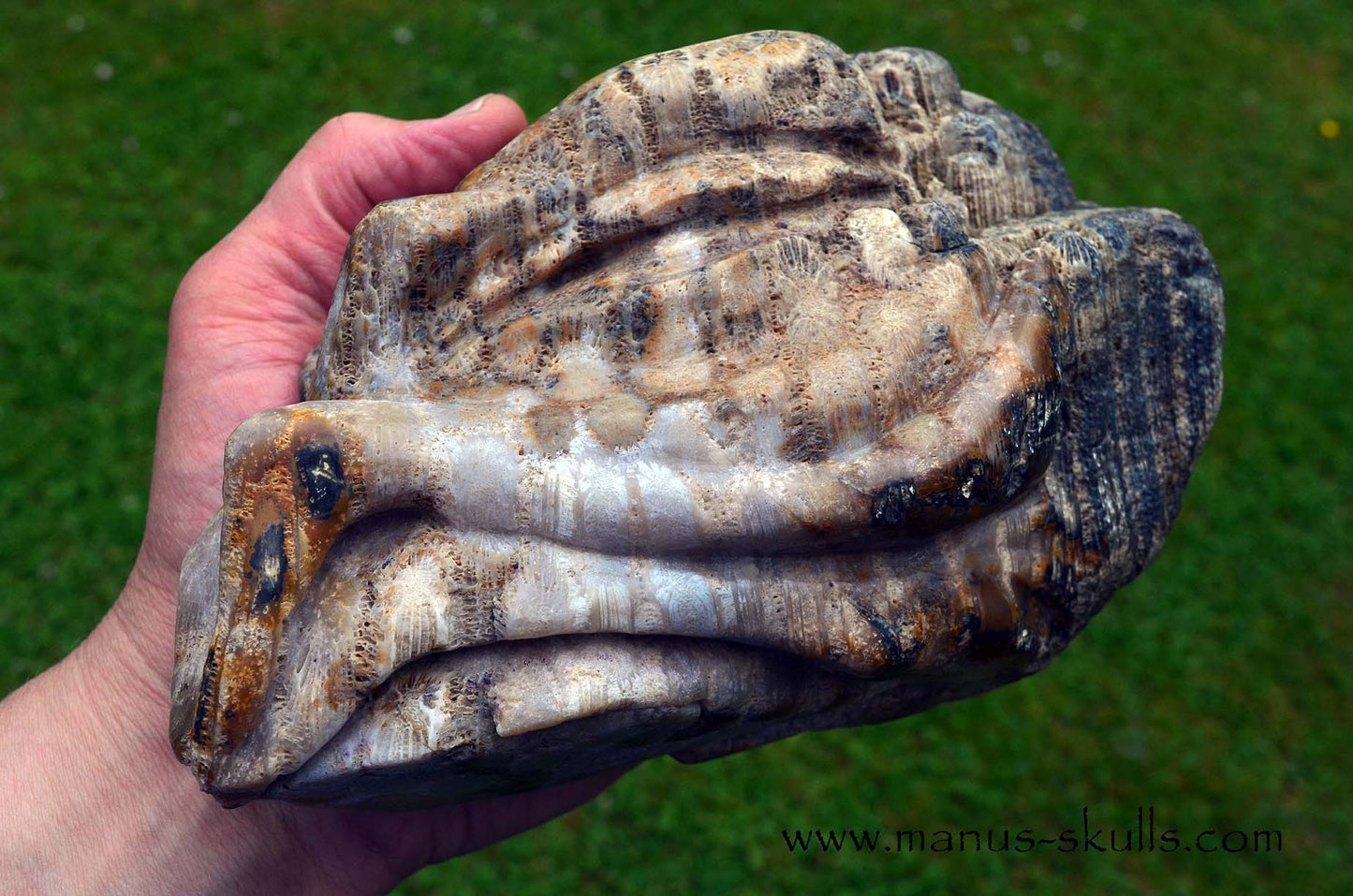 Petrified ~ Fossil Coral Reptile Dragon
