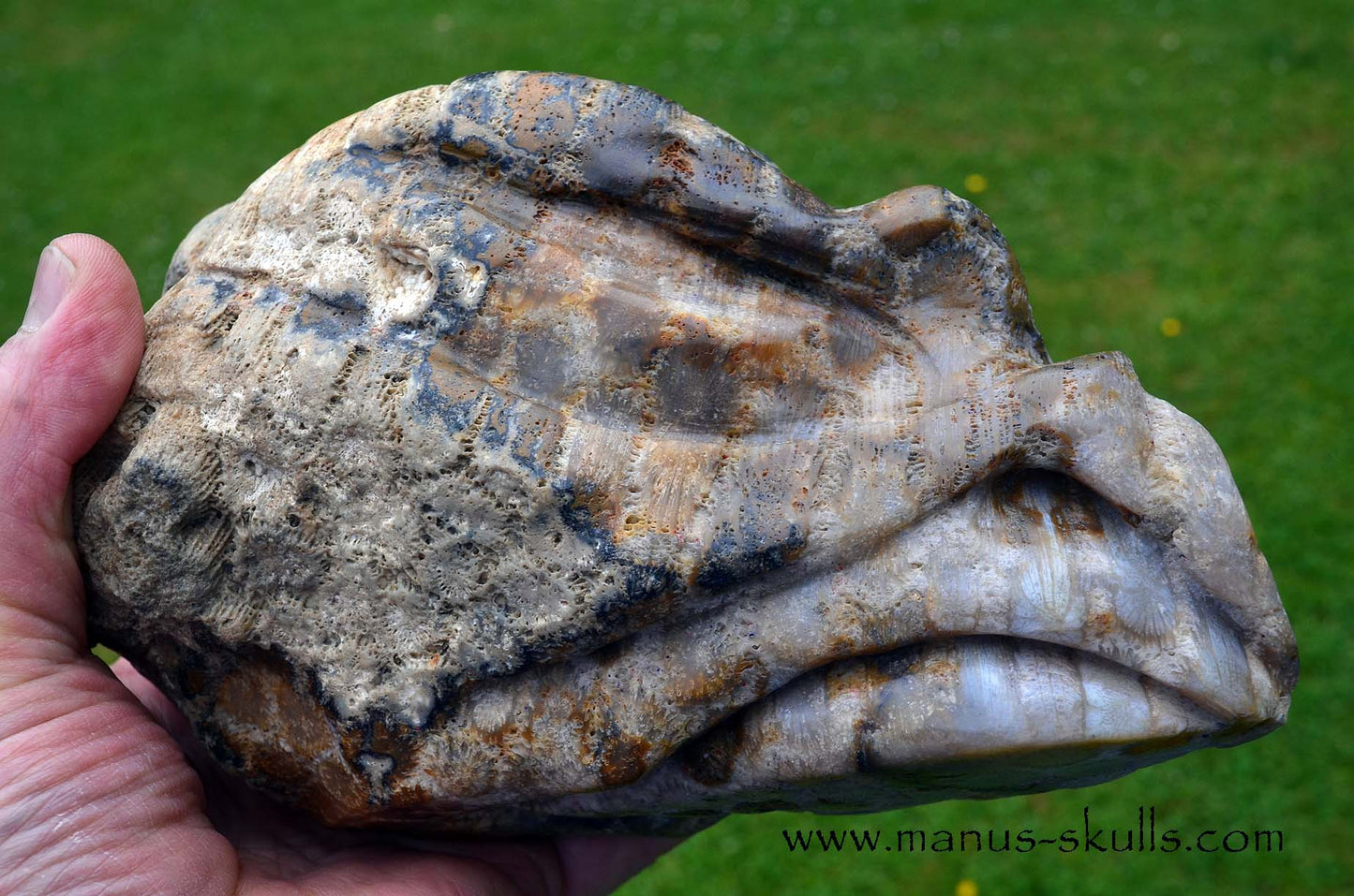 Petrified ~ Fossil Coral Reptile Dragon