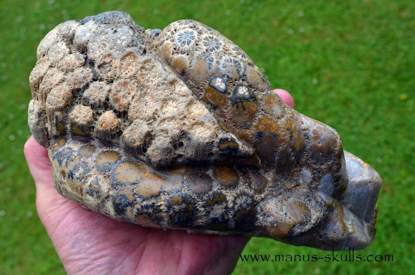 Petrified ~ Fossil Coral Reptile Dragon