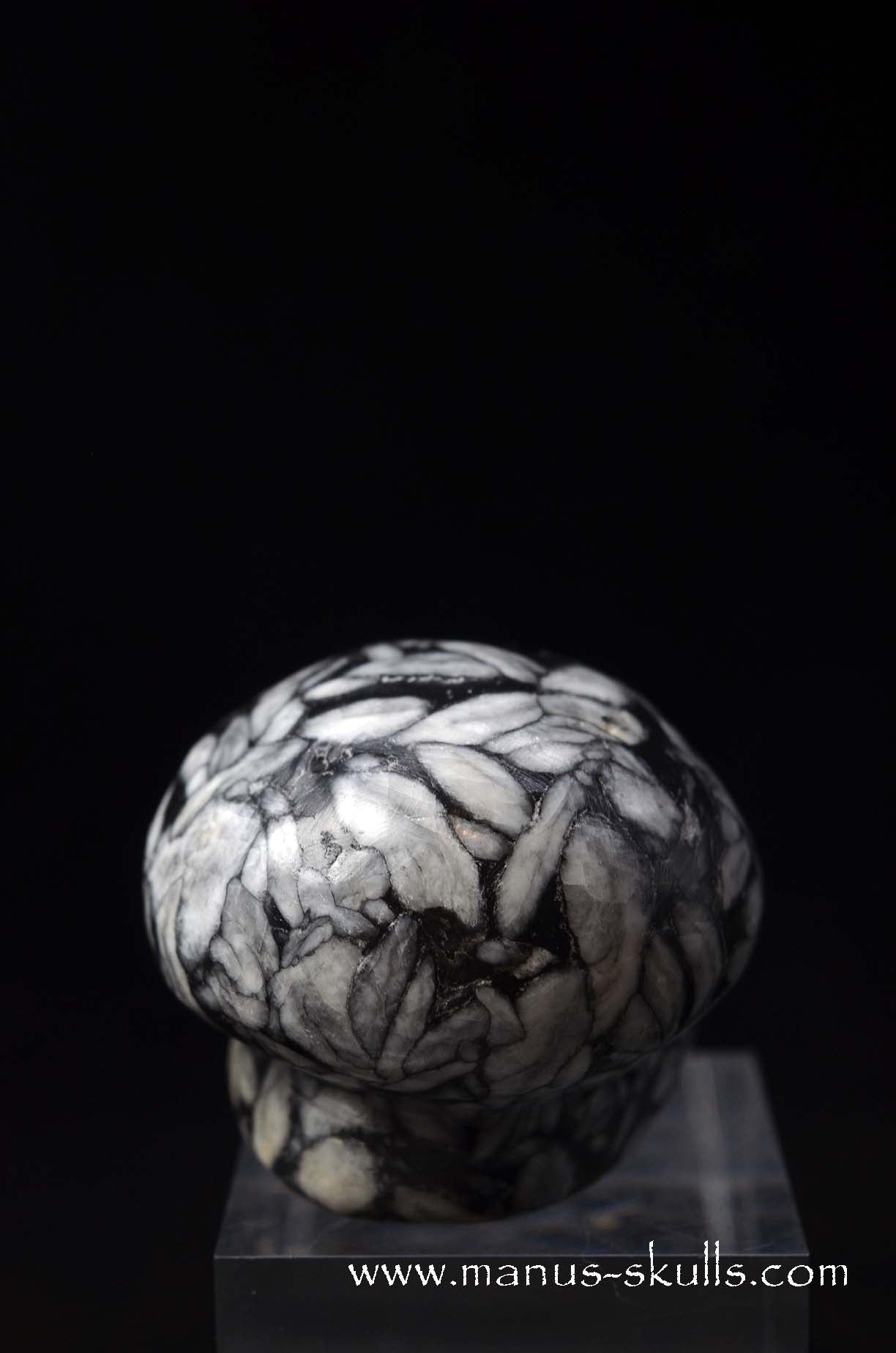 Austrian Pinolith Evolian #03