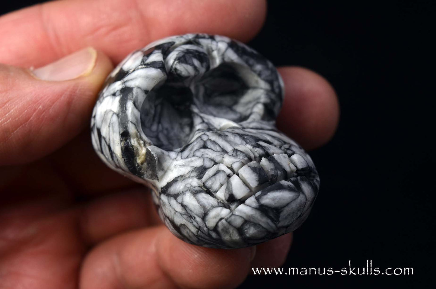 Austrian Pinolith Evolian #03