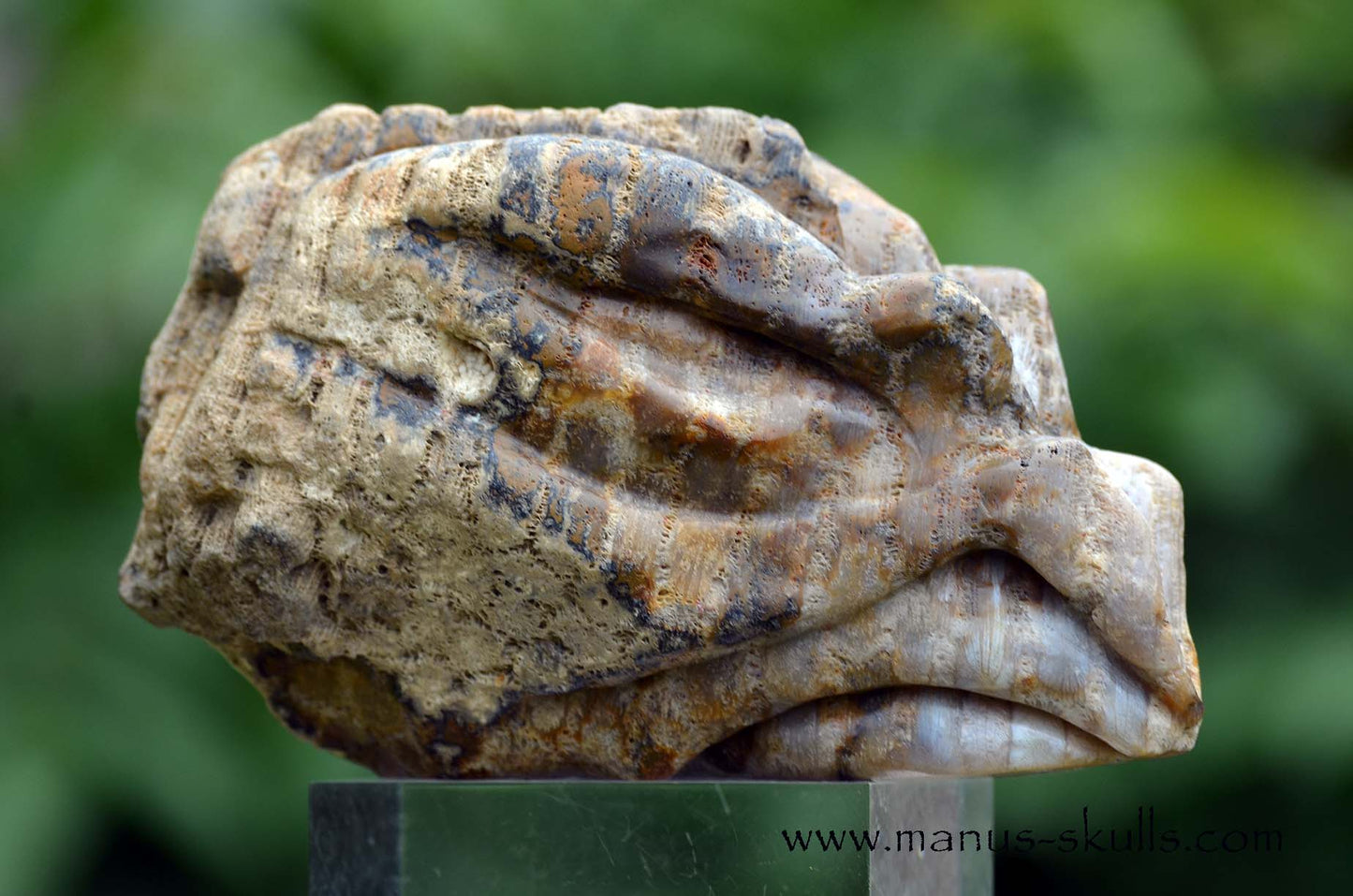 Petrified ~ Fossil Coral Reptile Dragon