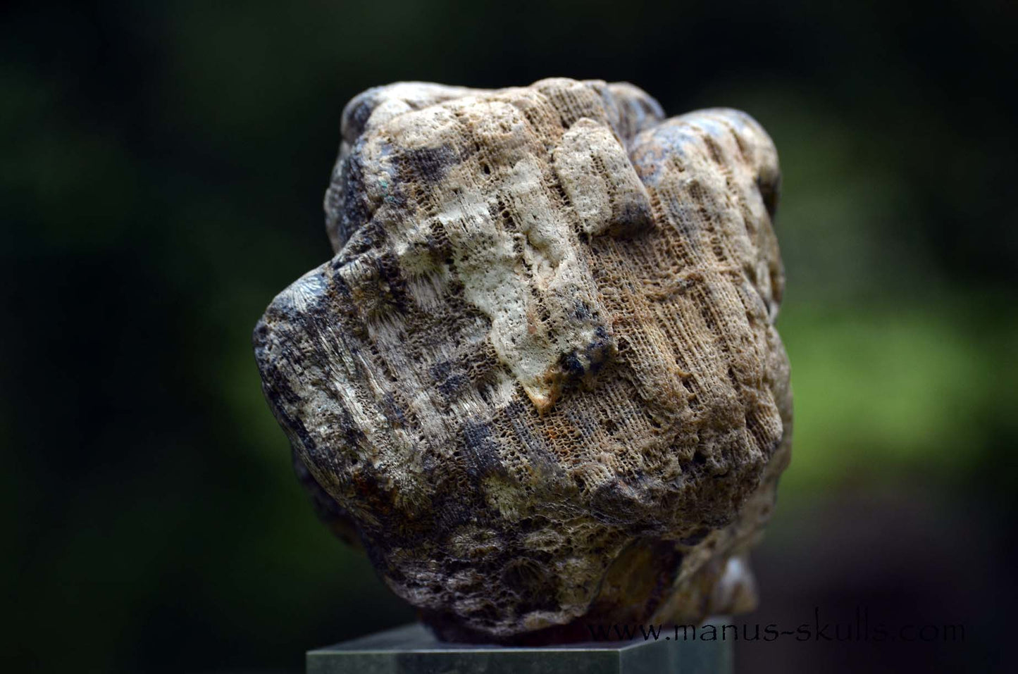 Petrified ~ Fossil Coral Reptile Dragon