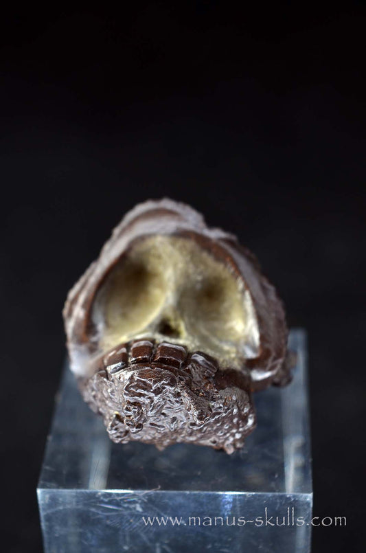 Manus skulls unique Crystal Carvings handmade skulls dragons pendants preseli bluestone tribals spiritual meaning wand Unicorn .. prophecy stone