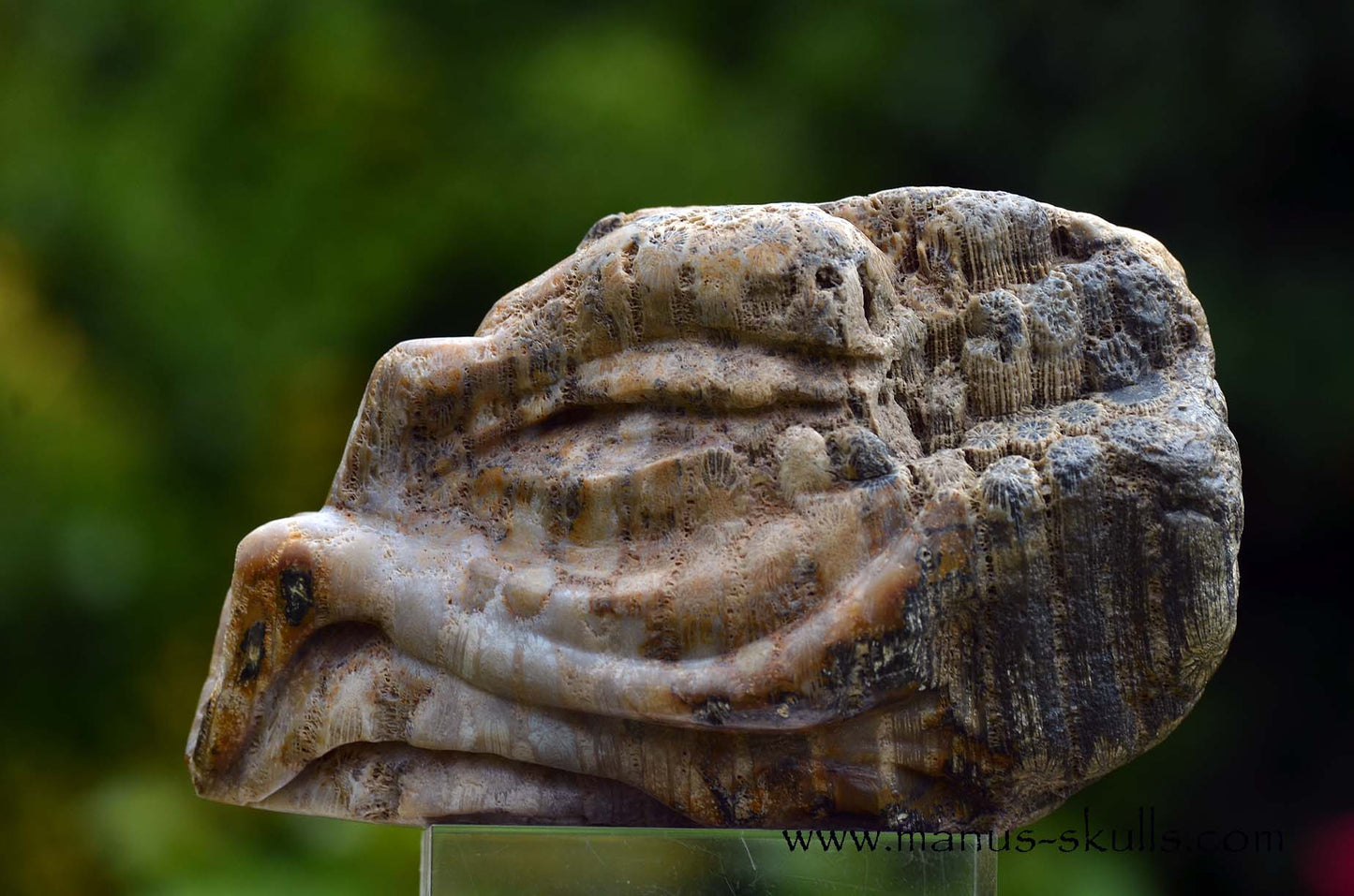 Petrified ~ Fossil Coral Reptile Dragon