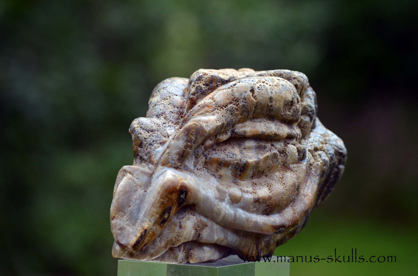 Petrified ~ Fossil Coral Reptile Dragon