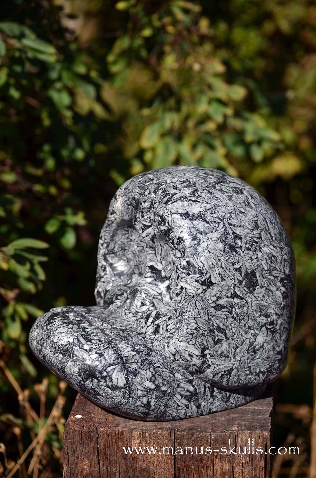 Austrian Pinolith Evolian #08