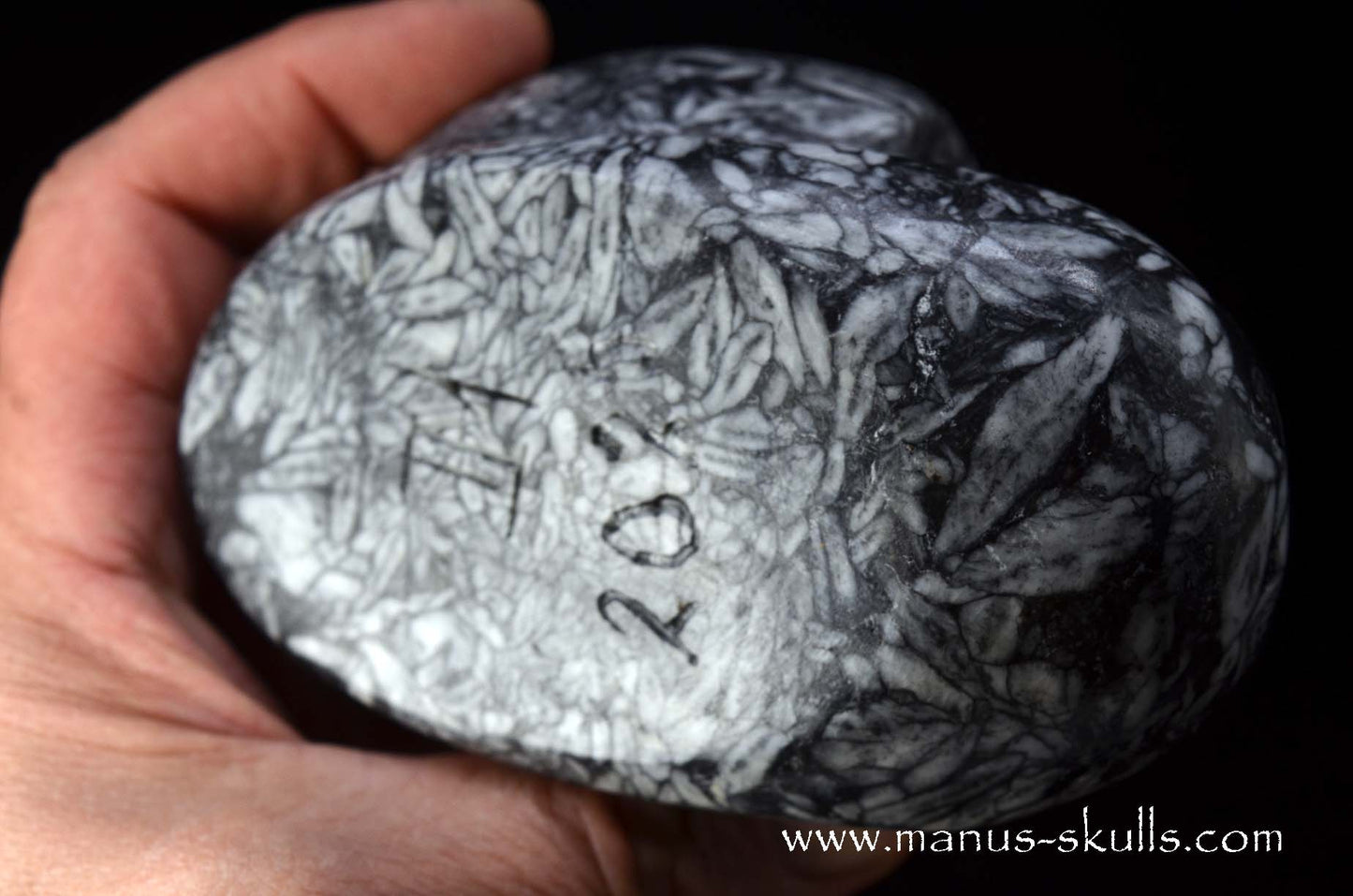 Austrian Pinolith Evolian #06