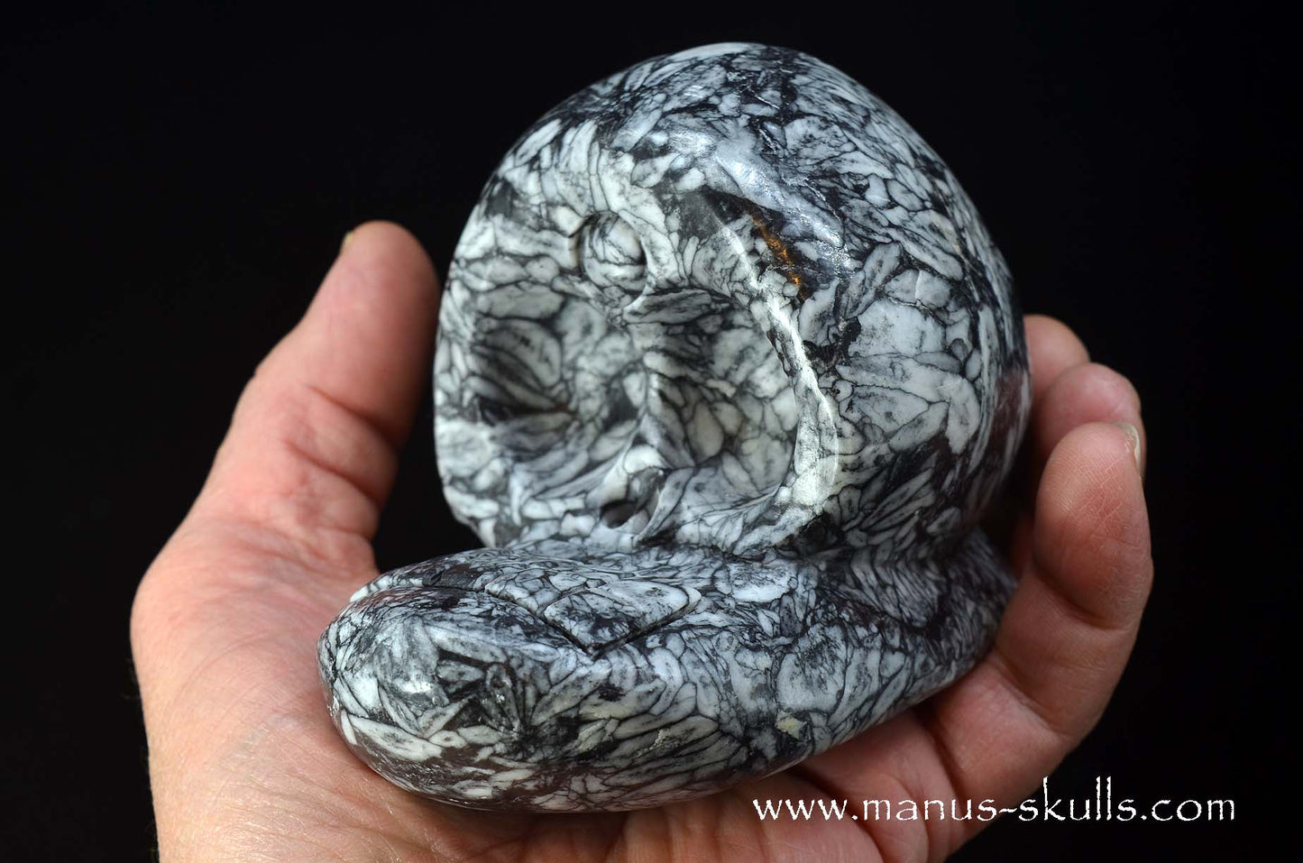 Austrian Pinolith Evolian #06